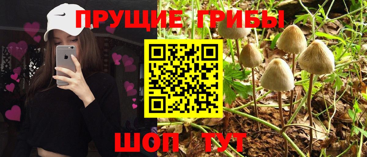 Галлюциногенные грибы Cubensis Химки